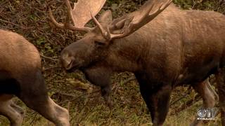 Moose Rut In Anchorage Alaska [upl. by Elianora]