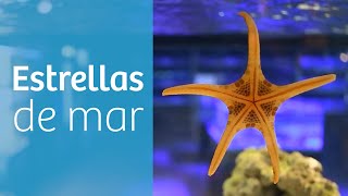 Estrellas de mar · Acuario marino ⭐ [upl. by Nroht]