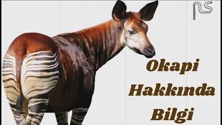 Okapi Hakkında Bilgi [upl. by Llehcram414]