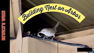 Bewick’s Wren Building Nest on Arbor [upl. by Rammus908]