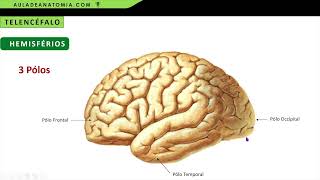 ANATOMIA DO TELENCÉFALO  HEMISFÉRIOS CEREBRAIS fisioterapia medicina neuroanatomia aula neuro [upl. by Sigismond]