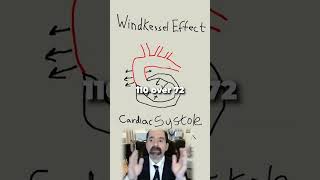 What is the Windkessel effect aorta 2nd heart [upl. by Rubio]