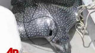 Stingray Leaps From Water Killing Woman [upl. by Nikkie633]