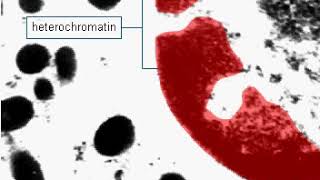 Euchromatin and heterochromatin [upl. by Olenta]