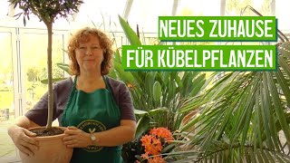 Kübelpflanzen ausräumen und umtopfen  Der Grüne Tipp [upl. by Natan]