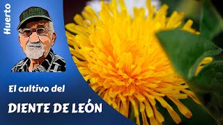 DIENTE DE LEON Como cultivar diente de León achicoria [upl. by Yerbua647]