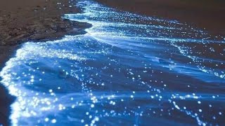 BIOLUMINISCENCIA en HOLBOX  Espectáculo🤩🤩 [upl. by Annette]