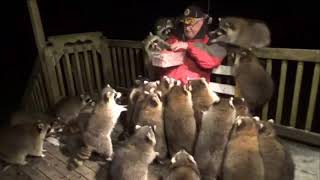 Man Feeds 30 Racoons With Hot Dogs [upl. by Callas]