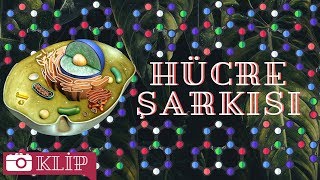 Hücre Organeller Şarkısı [upl. by Heuser28]