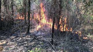 Prescribed Burning a 10 Year Old Loblolly Pine Plantation Video 1 of 6 [upl. by Aivatnuahs]