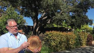 Cork Oak Quercus suber [upl. by Eizzil]