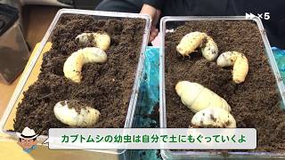 こばやしひろし名人が教えるカブトムシの育て方 3月～8月編 [upl. by Goldston]