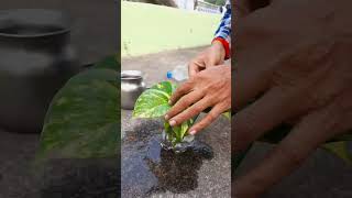 Money Plant Decoration and Propagation Idea DIY Money Plant DIY Bottle diy moneyplant pothos [upl. by Ellehsal]