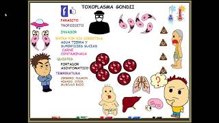 Toxoplasmosis toxoplasma gondii [upl. by Notnerb514]