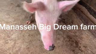 Large white pig Best breed for beginners [upl. by Hachmin]