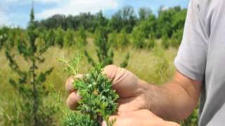 Growing the White Cedar Tree [upl. by Eade208]