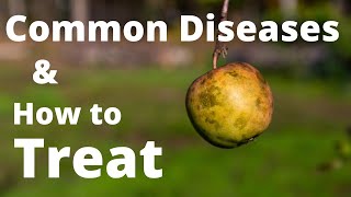 10 Common Apple Tree Diseases and How to Treat Them [upl. by Llenra11]