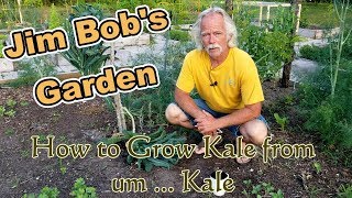 How to Grow Kale from umm  Kale [upl. by Nuahsed]