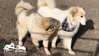 遠征先で合流したアランとベルです Great Pyrenees グレートピレニーズ [upl. by Yeoj]