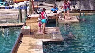 The FLIPPER DOLPHINS Show Miami Seaquarium Full Show [upl. by Atinaj]