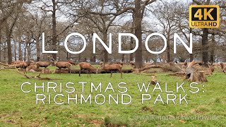 WILD DEER Up Close Richmond Park amp Village London Walk in 4K  Thames River Path LoFi [upl. by Everick]