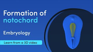 Notochord Formation  Best 3D Medical learning App  MediMagic [upl. by Aryahay]