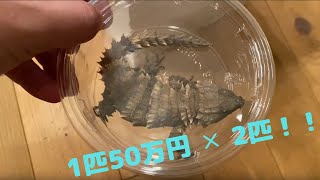 1匹50万円でアルマジロトカゲのペアを購入！！ Ouroborus cataphractus armadillogirdledlizard [upl. by Eckardt]