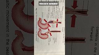 Peristaltic movement in the oesophagushumanbiologybiology digestivesystem anatomypancreatology [upl. by Kcirdde]