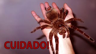 Teia de aranha gigante cobre plantação na Austrália [upl. by Suirauqed271]