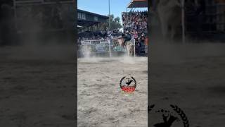 CAYÓ PEQUEÑO GRO VS G63 rodeo toros jaripeo montadetoros cowboys bull torosbravos [upl. by Braun]