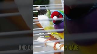 Rainbow Finch Bird animals fact [upl. by Cirdla490]