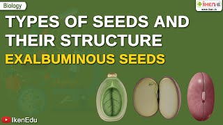 What is a Seed  Types and Structures of Seeds  Biology  iKen  iKenEdu  iKenApp [upl. by Nochur]