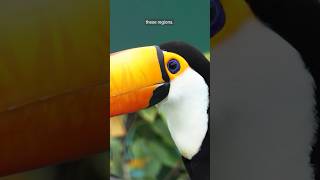 Toucans Facts you didnt know [upl. by Gauntlett]