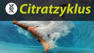 CITRATZYKLUS einfach erklärt ABITUR  studyrunner [upl. by Stickney]