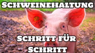 Schweinehaltung Anfänger – alles über schweine [upl. by Sevy]