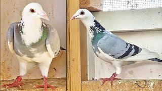 8 NEW PIGEONS  VDB X [upl. by Norahs48]