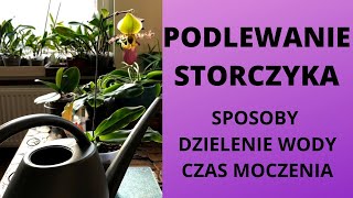 Podlewanie storczyka  sposoby dzielenie wody czas moczenia Jak prawidłowo podlewać storczyka [upl. by Cyrus836]