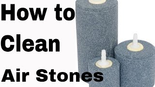 How To clean and disinfect air stones airstone [upl. by Liban566]