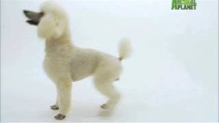 Dogs 101  Poodle [upl. by Applegate]