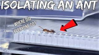 Quarantining An Ant From Its Whole Colony  Sad Reaction [upl. by Gazzo]