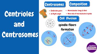 Centrioles Structure and Function [upl. by Marylinda]