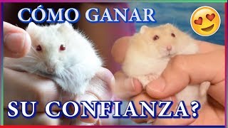 Cómo DOMESTICAR a mi HAMSTER [upl. by Killie]