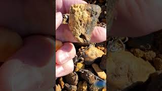 How to find a fossil  ancient marine coral [upl. by Lalise]