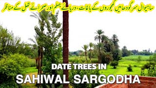 Jehlum River Sahiwal Sargodha  Langarwala Pattan Pull  Sahiwal Sargodha History  Date Tree Punjab [upl. by Milford]