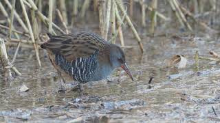 Waterral Water rail Wasserralle Râle deau II [upl. by Hassi]