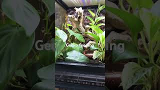 Feeding green keeled bellied lizards and mourning geckos [upl. by Zohara514]