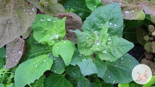 Growing Orach Atriplex Hortensis from Seed Growing Flowers from Seed Gardening for Beginners [upl. by Karyn243]