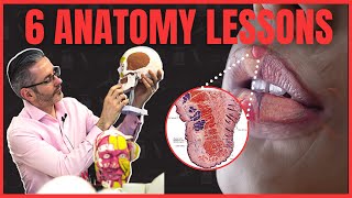 Top 6 Aesthetics Anatomy Lessons [upl. by Nelyag]