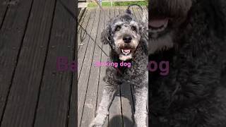 Barking Labradoodledogbreed barking cute jerman anjingpintar [upl. by Lisandra2]