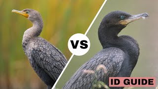 Doublecrested Cormorant vs Neotropic Cormorant  ID Guide [upl. by Ytisahcal]